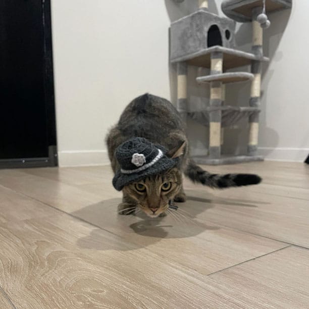Biscotti wearing a cowboy hat ready to pounce