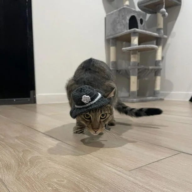 Biscotti wearing a cowboy hat ready to pounce