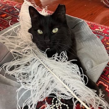 Burger is a black kitty looking absolutely fashionable in a feather boa