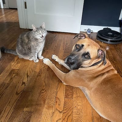 Sookie the kitty screaming because Indy the pupper ate all the treats