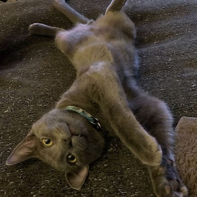 Cato the kitty wanting attention and affection from you