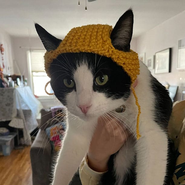Chacha looking rather unamused that you forced him to yet another hat