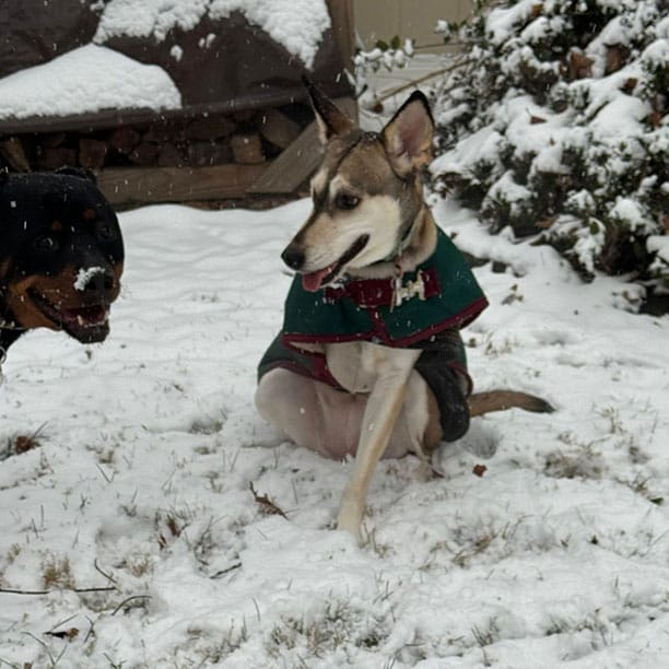 Daphne playing in the snow, waiting for you to throw a snowball