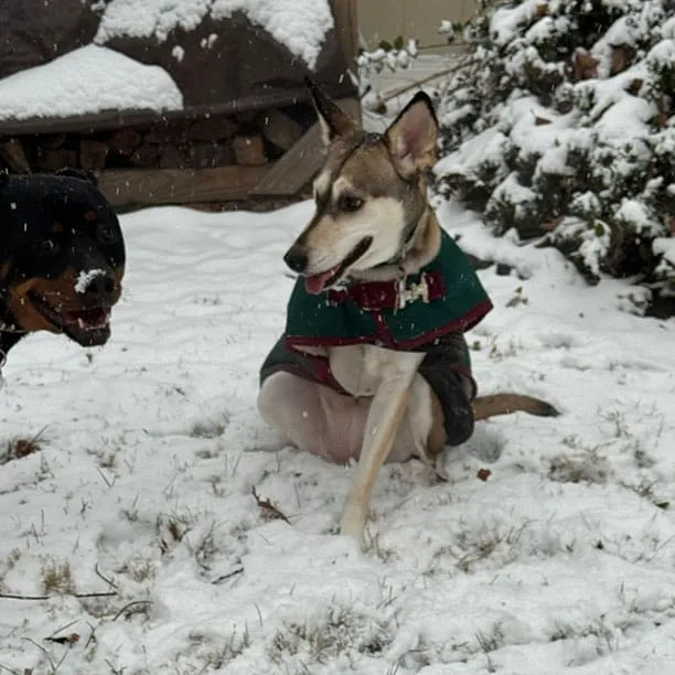 Daphne playing in the snow, waiting for you to throw a snowball