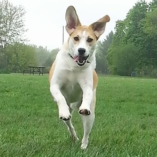 Finn the doggo looking wonderfully happy while prancing to you