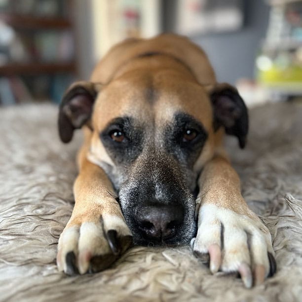 Indy the pupper looking at you longingly for yet another treat