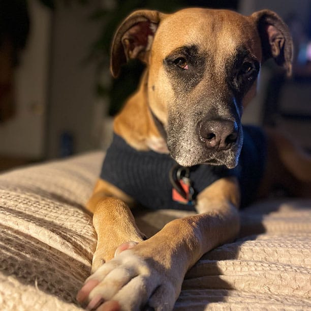 Indy the pupper is still waiting for you to give another treat