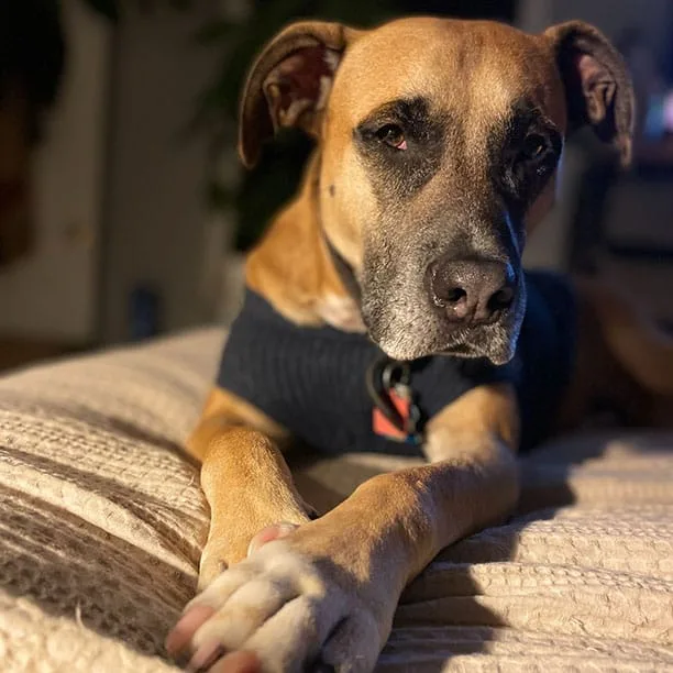 Indy the pupper is still waiting for you to give another treat