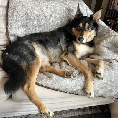 Chewie the big floof sprawled out wondering when their next walk is going to be