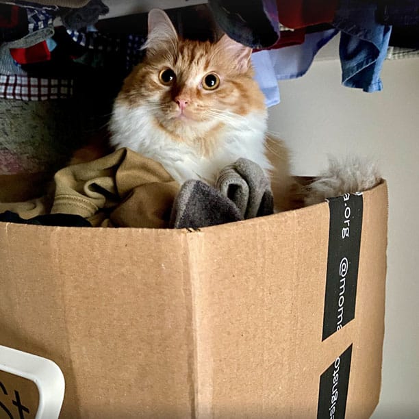 Korgeigh the floof kitty booping out of your laundry pile