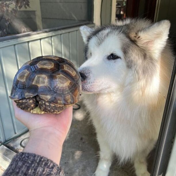 Nietzsche the floof sniffing Lady Montgomery the turtle hiding in her shell. Lady Montgomery smells like sunshine and rainbows after a rainy day