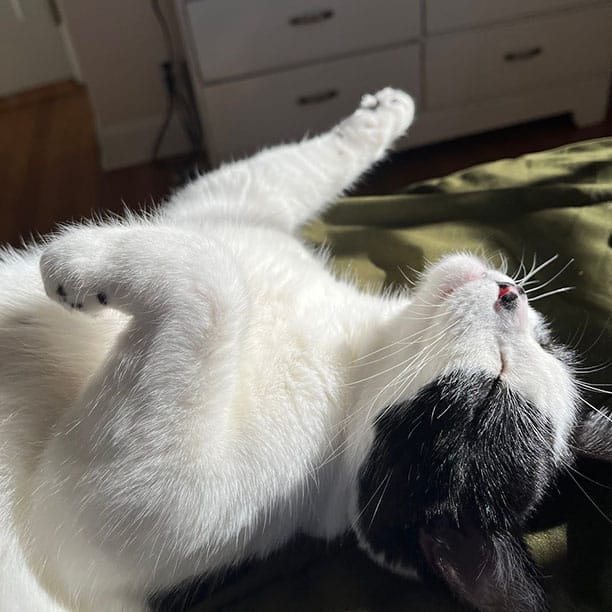 Moo the kitty looking like how you did trying to stay awake for a late night movie