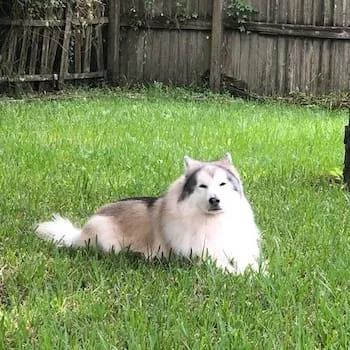 Nietzsche the floofy dog basking sleepily in the yard
