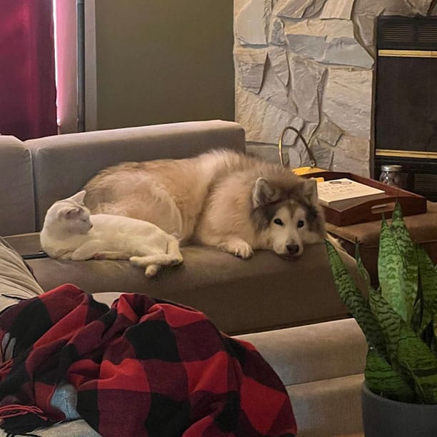 Nietzsche the floofy doggo lazing on the couch with cat eyeing you eating another slice of cake