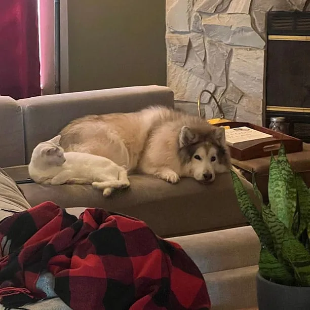 Nietzsche the floofy doggo lazing on the couch with cat eyeing you eating another slice of cake