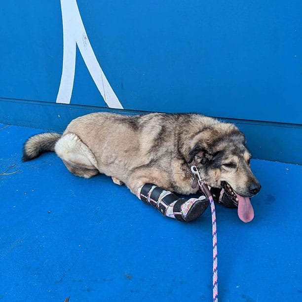 Pai oh so tired from prancing around