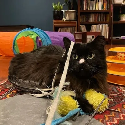 Pinkie the kitty sitting in a pile of their toys strewn about