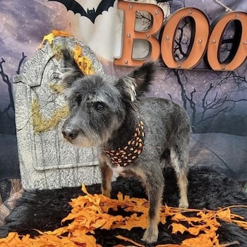 Ralphie the other smol doggo ready for some spoopy times