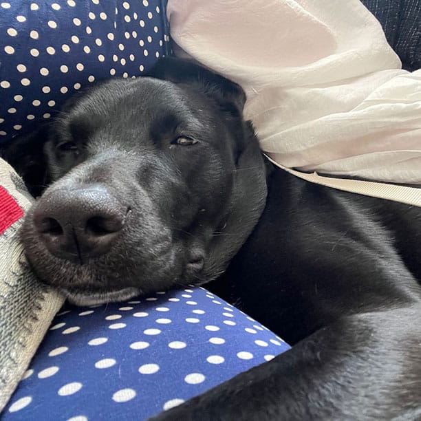 Rue the doggo wanting to take a nap, so sleepy