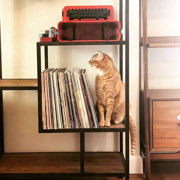 Tesla the kitty wondering if its a prop or a kitty