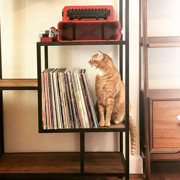Tesla the kitty wondering if its a prop or a kitty