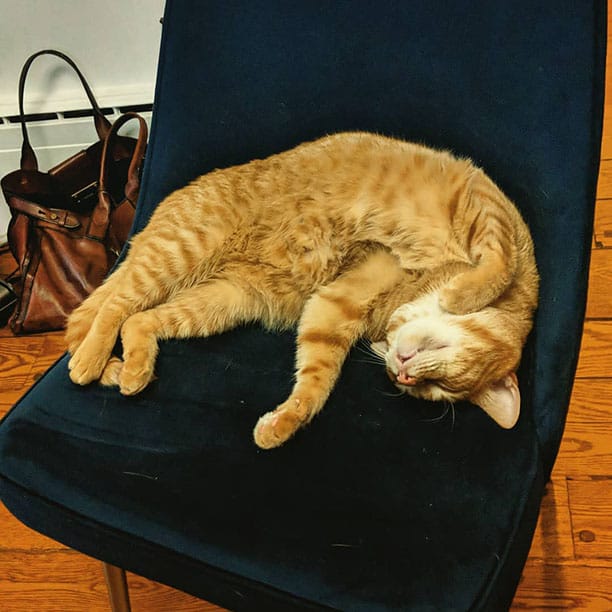 Tesla the kitty ready for another nappy nap nap