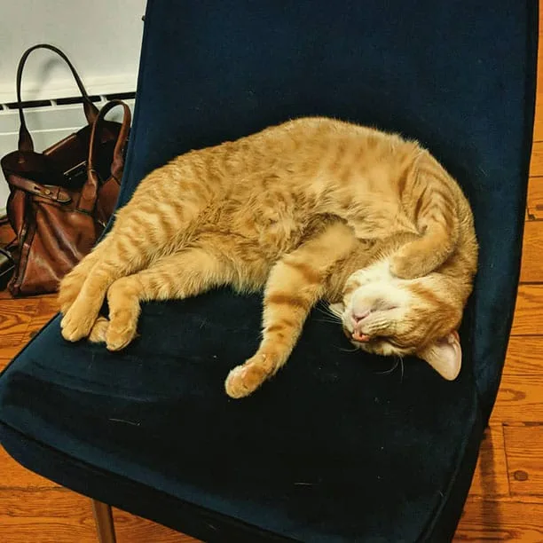 Tesla the kitty ready for another nappy nap nap