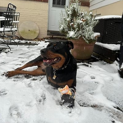 Timmy the doggo smiling and looking quite happy in the snow