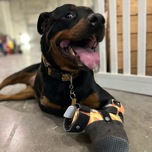 Timmy the doggo looking absolutely dapper and happy to see you