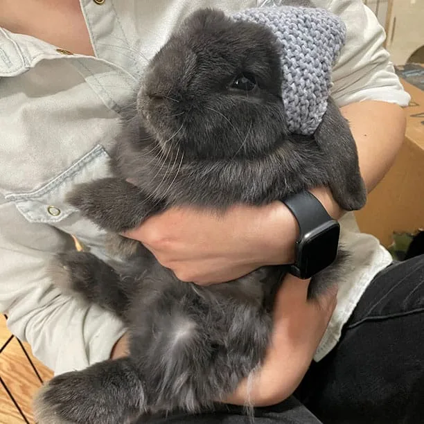 Ube looking like a cotton ball with eyes