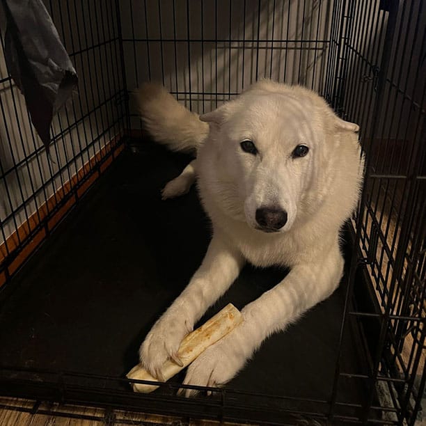 Island the doggo on their own little island crate