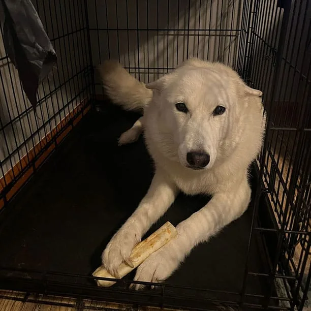 Island the doggo on their own little island crate